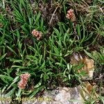 Valeriana celtica Elinympäristö