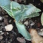 Faucaria tigrina ഇല