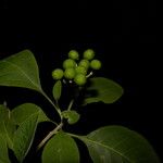 Solanum hazenii Плод