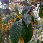 Carpinus betulus Leaf