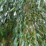 Salix babylonica Hoja