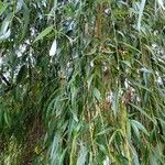 Salix babylonica Blatt