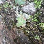 Aichryson villosum Hoja