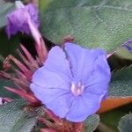 Ceratostigma plumbaginoides花