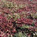 Salicornia europaea Blatt