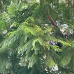 Jacaranda mimosifolia 叶