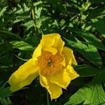 Paeonia ludlowii Цветок