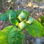 Solanum paludosum Φρούτο