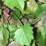 Campanula cochleariifolia Vivejo