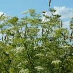 Chaerophyllum bulbosum Цвят