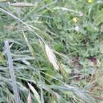 Bromus catharticus Flor
