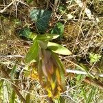 Cerinthe glabra Levél