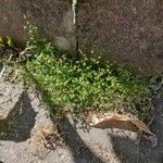 Sagina procumbens Feuille