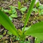 Colchicum longifolium Leaf