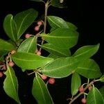 Ficus americana Лист