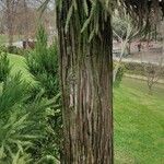 Cryptomeria japonica Bark