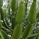 Euphorbia triangularis Leaf