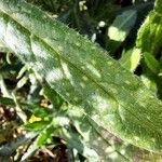Echium creticum Leaf