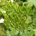 Chaerophyllum hirsutum ഫലം