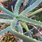 Aloe isaloensis Leaf