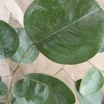 Pterocarpus rotundifolius Leaf