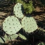 Opuntia engelmannii Leaf