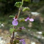 Teucrium botrys 花