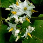 Solanum aculeatissimum Virág