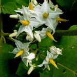 Solanum aculeatissimum Lorea