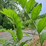 Polygonatum biflorum Φύλλο