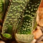 Gasteria carinataBlatt