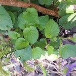 Viola sororia Leaf