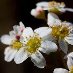 Micranthes californica Flor