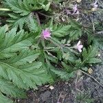 Geranium palmatum Лист