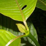 Palicourea guianensis 葉