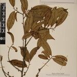 Eurya cerasifolia 其他