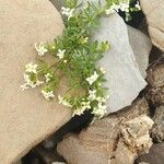 Galium megalospermum Habit