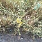 Verbascum blattaria 花