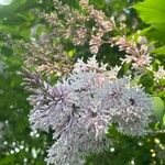 Syringa villosa Blüte