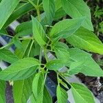 Physalis longifolia Leaf