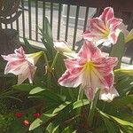 Hippeastrum reticulatum Flower