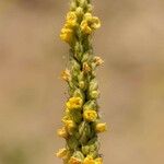 Verbascum thapsusFlor