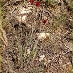 Linaria aeruginea Kvet
