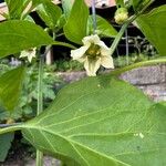 Capsicum annuumFlower