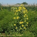 Tephroseris palustris Libunga