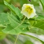 Physalis angulataFlower