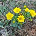 Chrysopsis mariana Flower