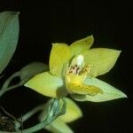 Promenaea xanthina Λουλούδι