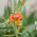 Gladiolus alatus