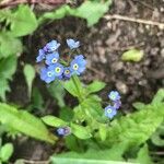 Myosotis arvensis পাতা